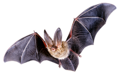 Bats