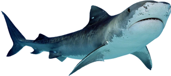 Sharks