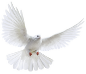 Doves