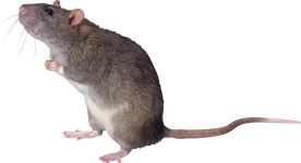 Rats