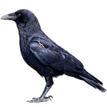 Crows