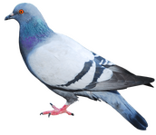 Pidgeons