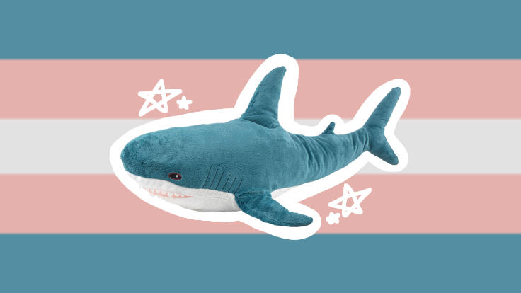 Transblåhajgender: An xenogender relating to being transgender and Blåhaj from the store, IKEA.